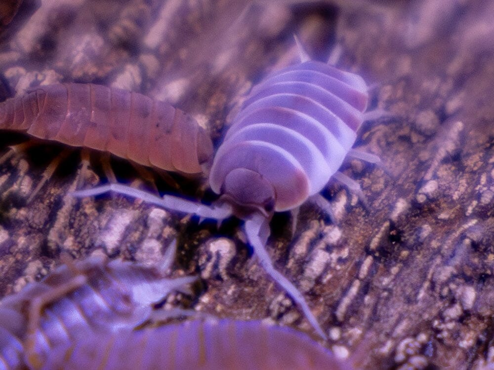 Isopods For Sale